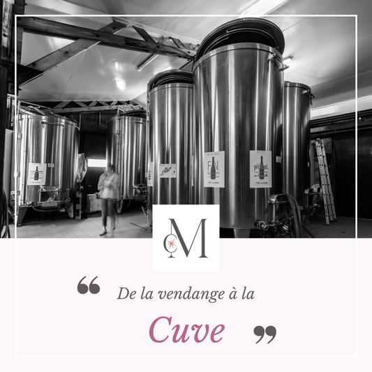 De la vendange à la Cuve