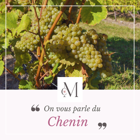 Gros plan sur des grappes de raisin blanc de chenin mûrissant sur la vigne, entourées de feuilles vertes. Visuel du Moulin de Chauvigné avec le texte “On vous parle du Chenin”.
