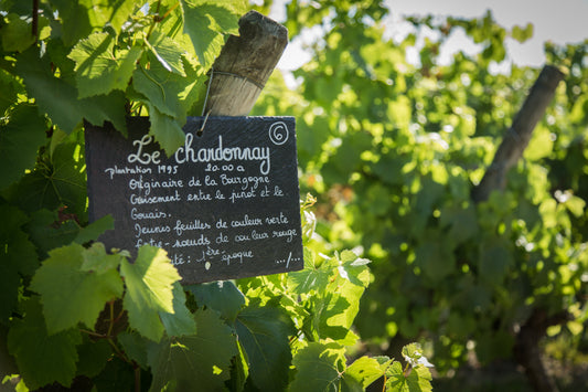Panneau en ardoise indiquant le cépage Chardonnay accroché à un piquet, au cœur d’une parcelle de vigne verdoyante en été.
