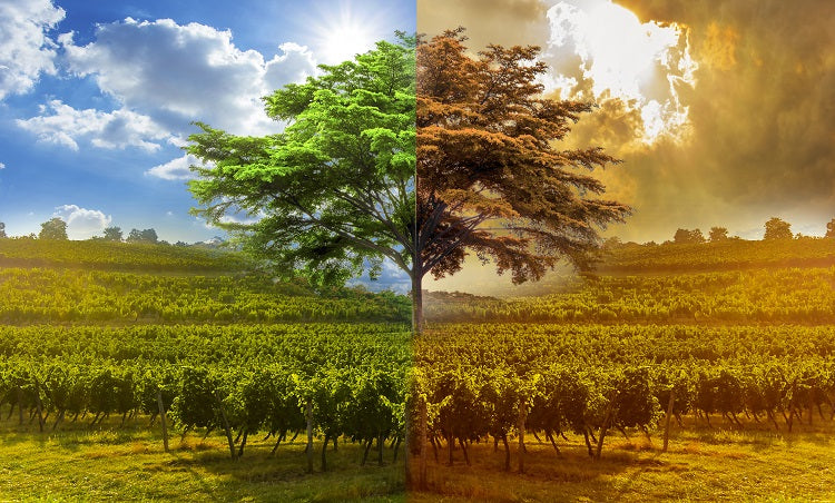 Comment le climat influence-t-il le goût du vin ?