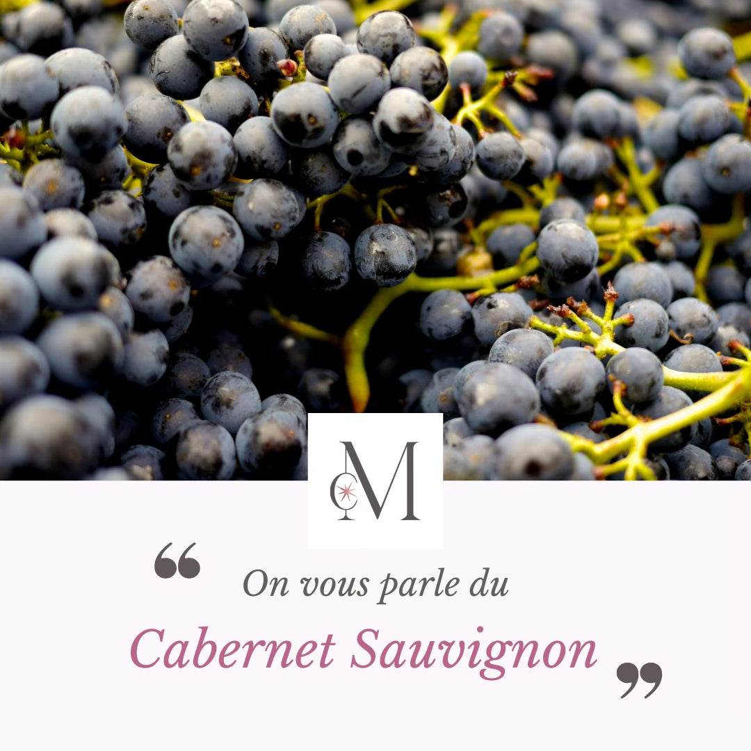Gros plan de grappes de raisins noirs de Cabernet Sauvignon sur la vigne, illustrant un contenu d’information “On vous parle du Cabernet Sauvignon” du domaine Moulin de Chauvigné.
