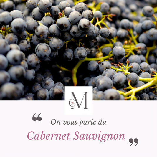 Gros plan de grappes de raisins noirs de Cabernet Sauvignon sur la vigne, illustrant un contenu d’information “On vous parle du Cabernet Sauvignon” du domaine Moulin de Chauvigné.