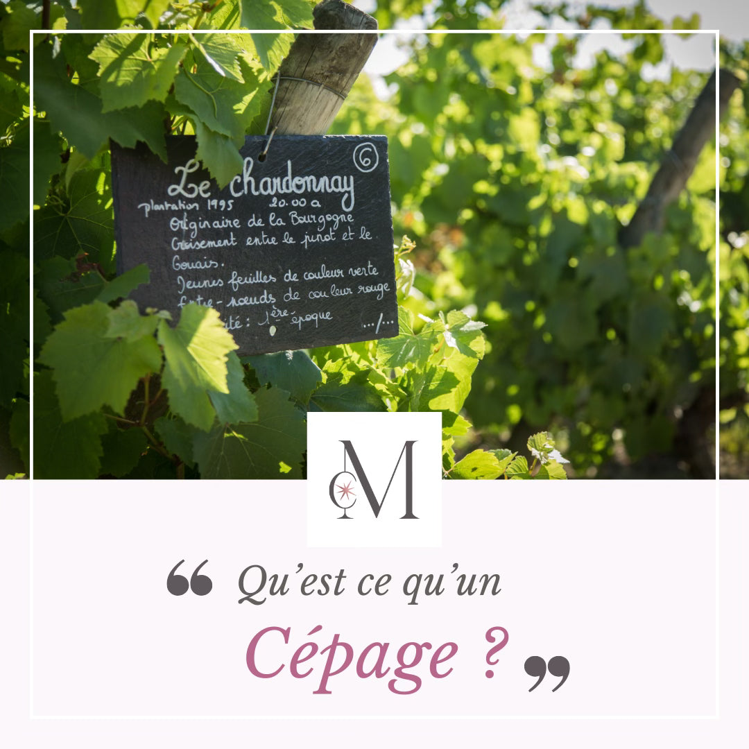 Panneau en ardoise indiquant le cépage Chardonnay au cœur des vignes, illustrant un contenu pédagogique “Qu’est-ce qu’un cépage ?” du domaine Moulin de Chauvigné.