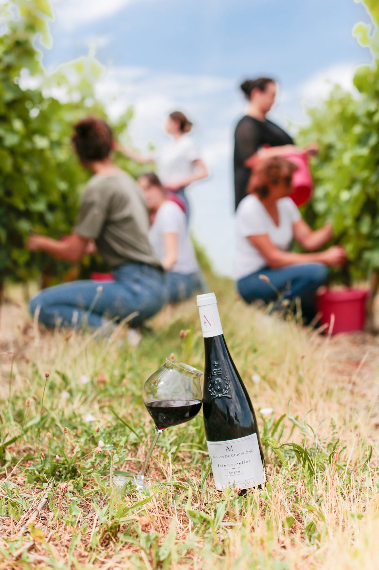 Bouteille de vin rouge Intemporelles Anjou du Moulin de Chauvigné posée dans les vignes, avec un verre de vin au premier plan et une équipe de vigneronnes en vendanges en arrière-plan, Vallée de la Loire